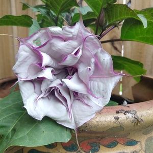 Meet your Posher, Viola